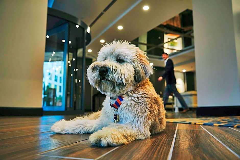 The Draftsman, Autograph Collection by Marriott