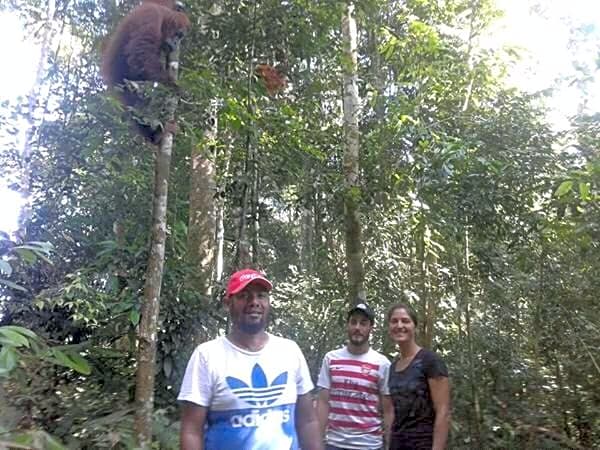 ORANGUTANTREKSUMATRA & LOVELY JUNGLE LODGE only book IF you are treking with us