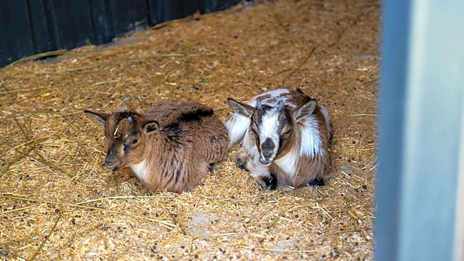 Enki Suess Alaçatı