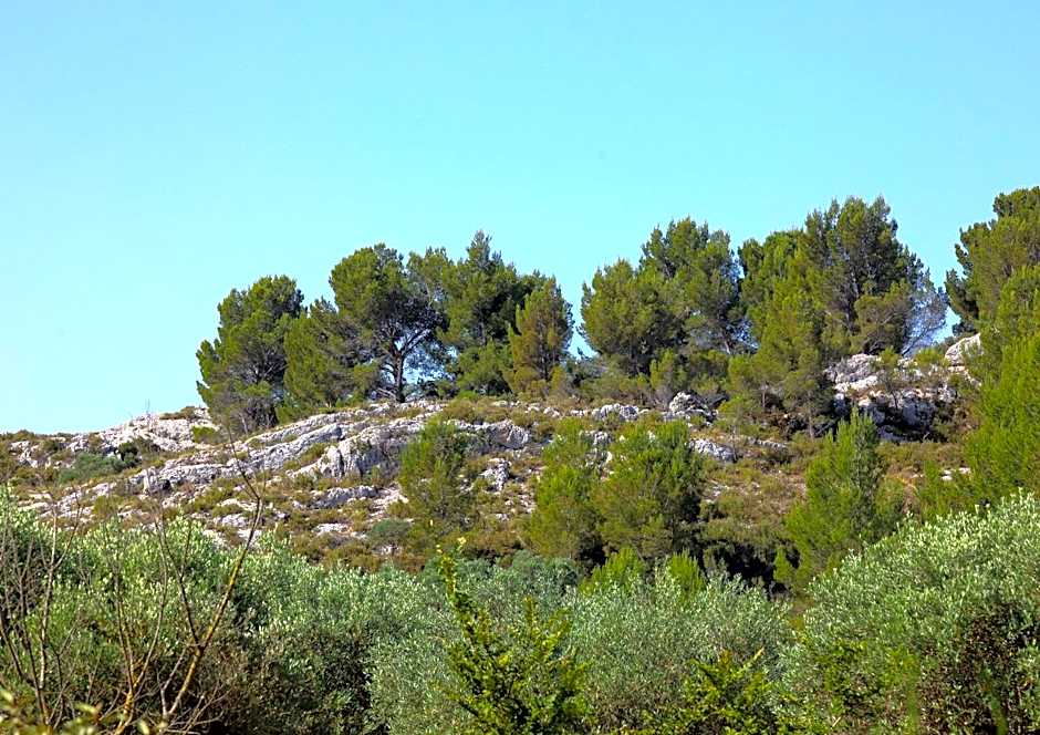 Le jardin du Castillon