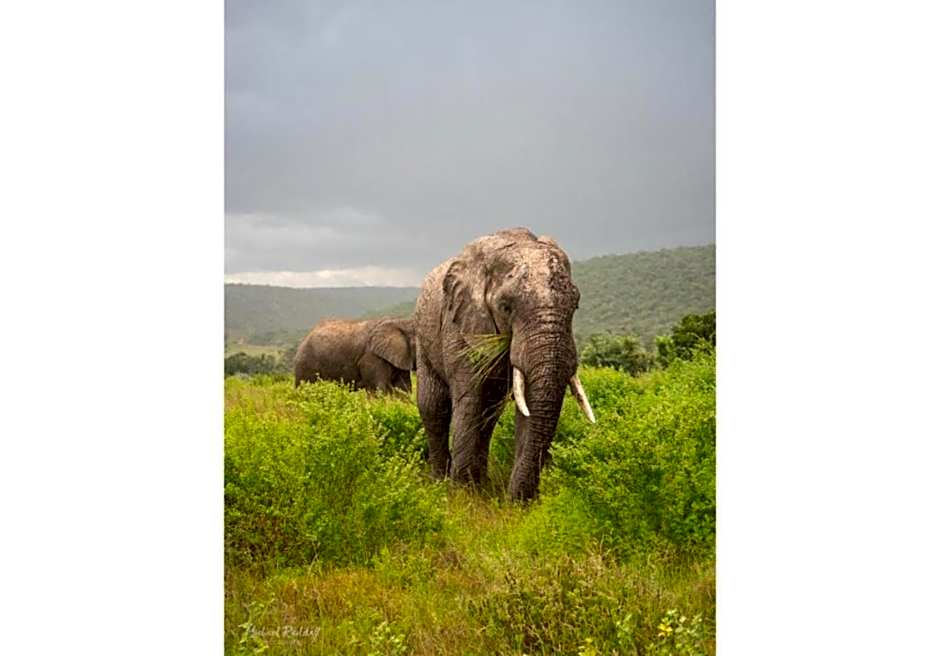 Ndlovu Safari Lodge