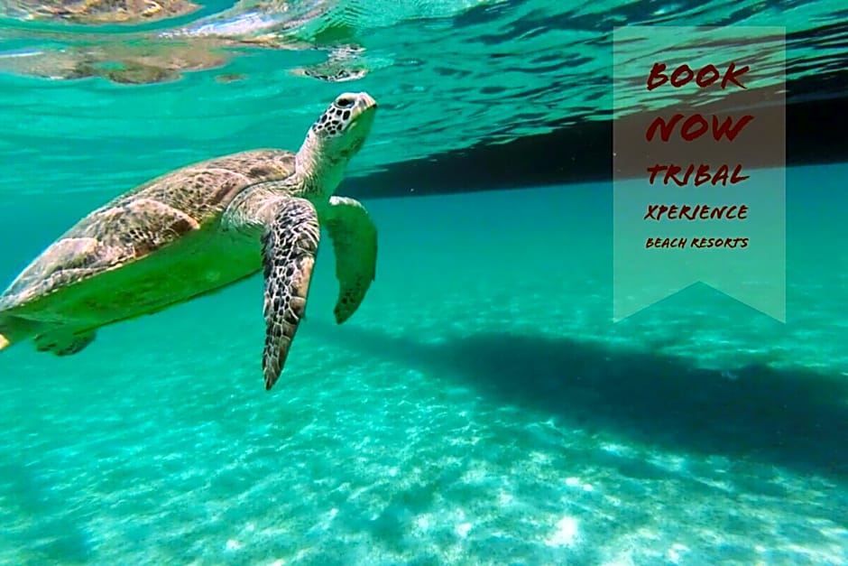 Tribal Xperience Port Barton Town