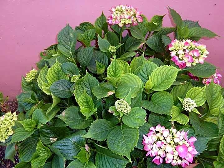 Apartmenthotel Sithon