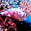 PamAnilao and Padoy's Dive Camp