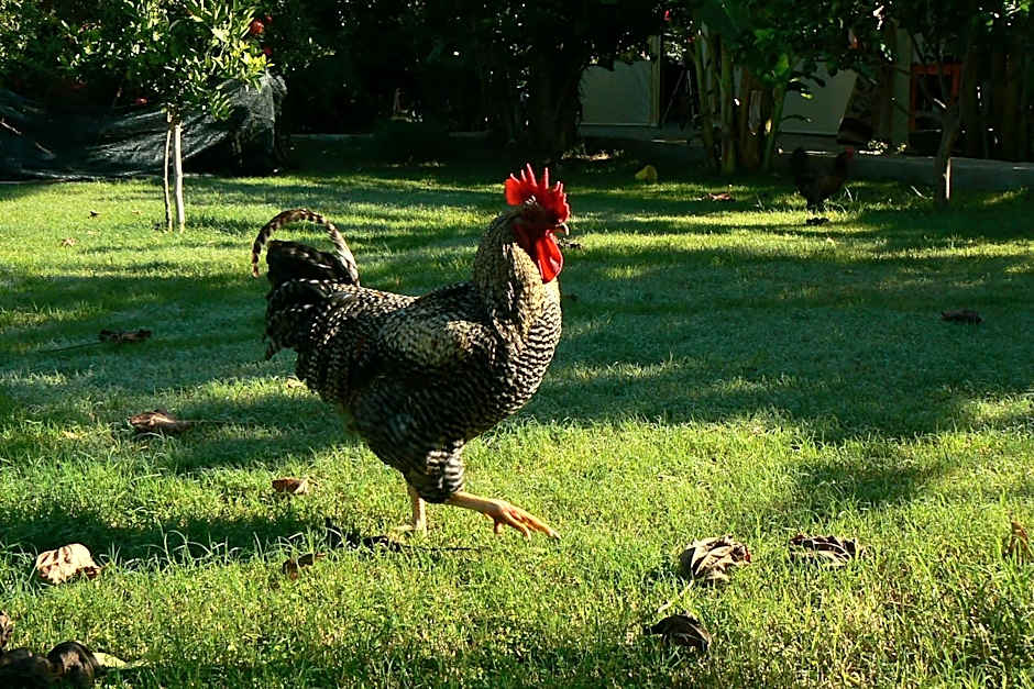 Cirali Armira Bungalow