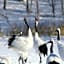 Hokkaido guesthouses Asanebou
