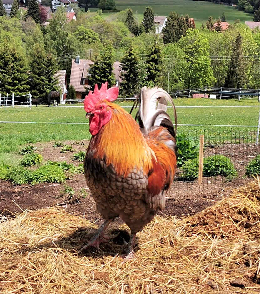 Landpension Pferdekoppel - B&B - Self Checkin