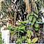Dhoadhi Retreat Thulusdhoo