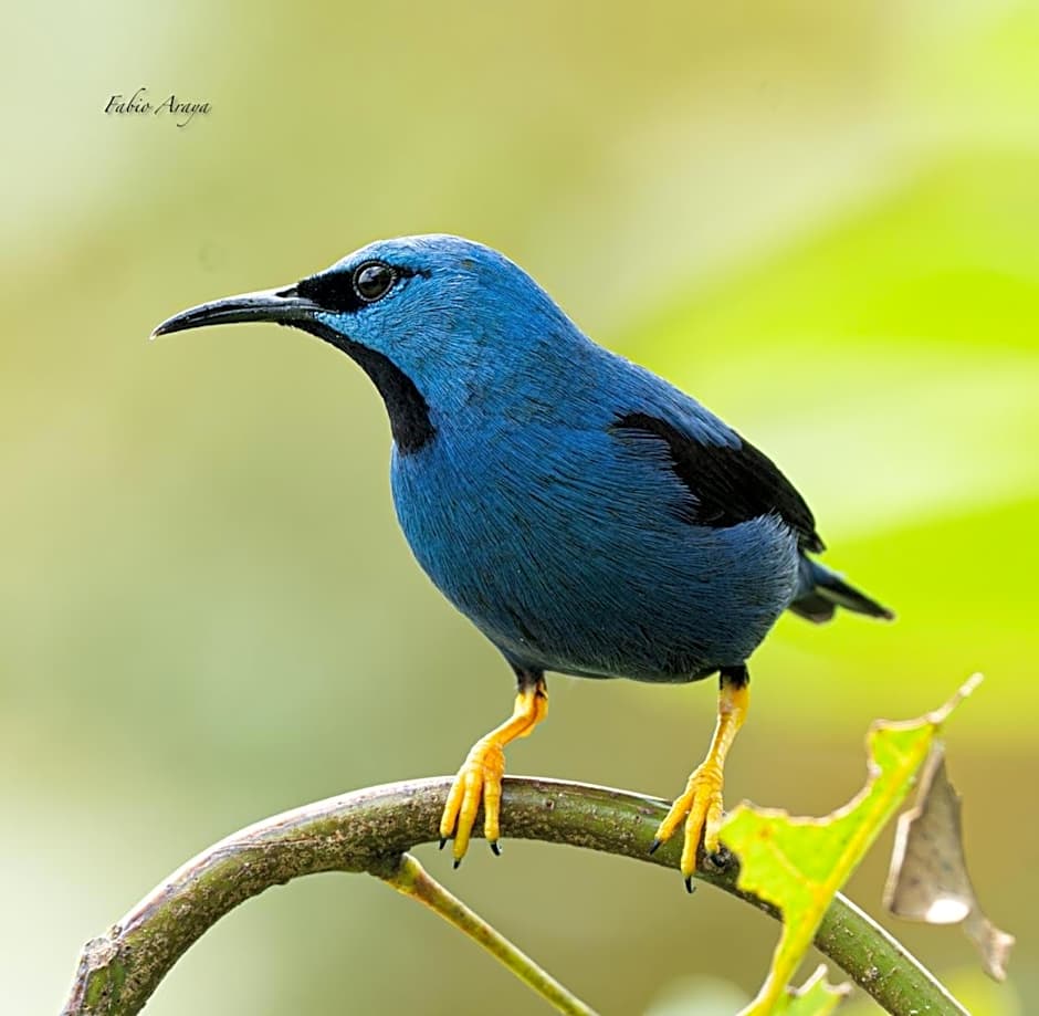 Birds & Breakfast Costa Rica