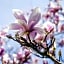 La Magnolia