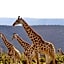 Addo Elephant Safari Lodge - Bellevue Forest Reserve
