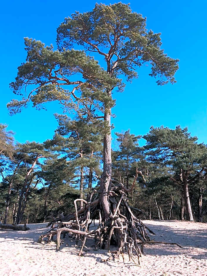 RCN Vakantiepark de Roggeberg