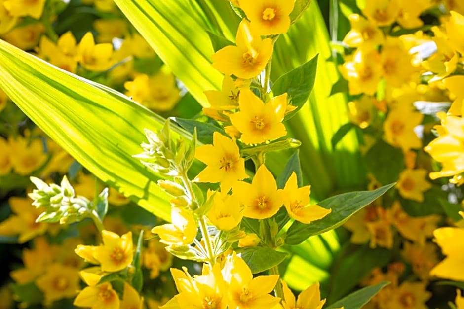 Beenoskee Bed and Breakfast