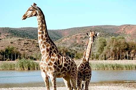 Chandelier Game Lodge