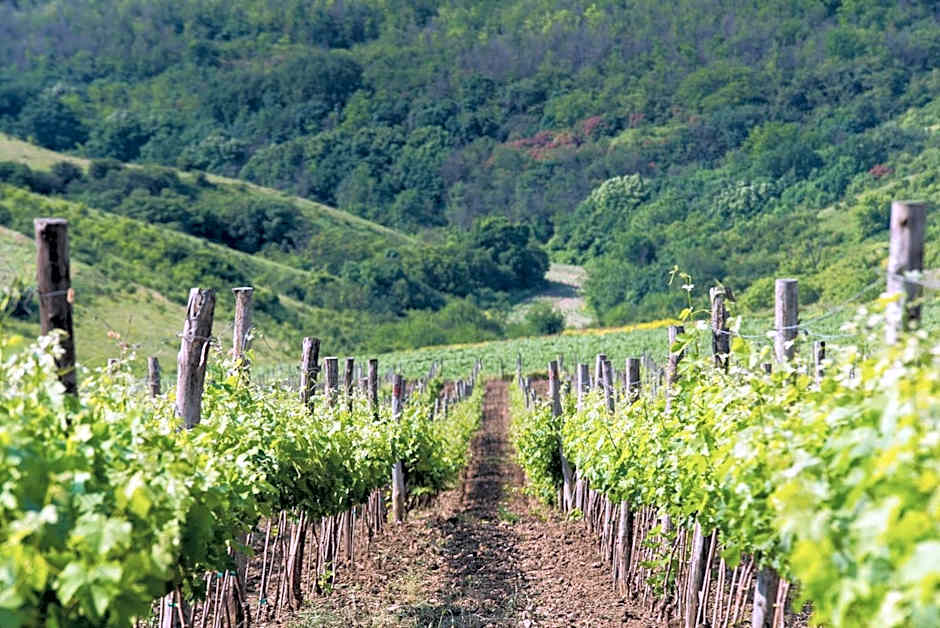 Seven Generations Winery Hotel