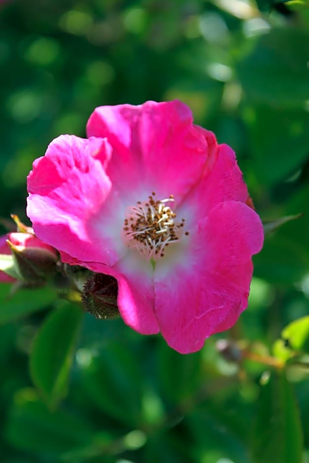La Romance et la Romanesque