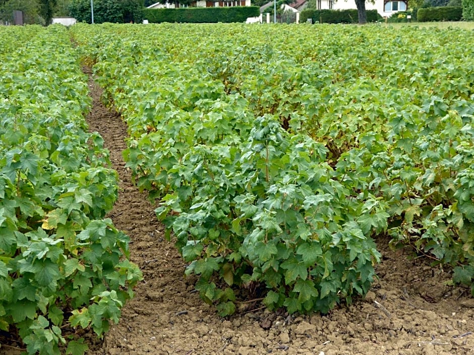 La Loubertine