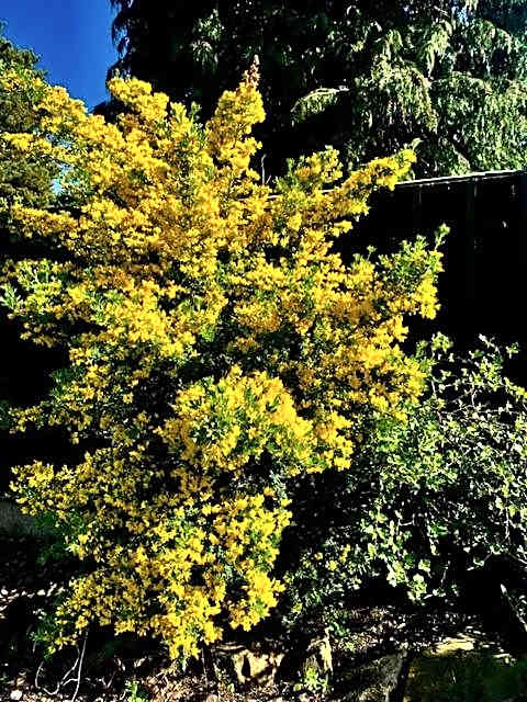 Jasmine House Bed & Breakfast