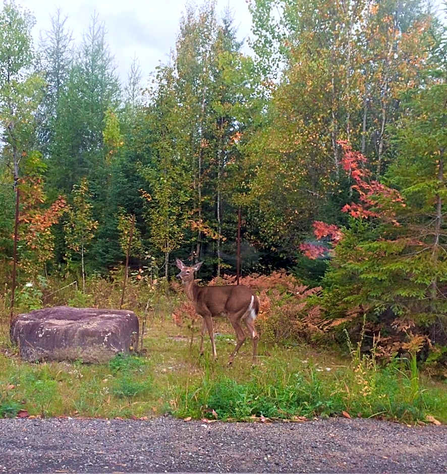 Excelsior Hôtel Spa Sainte-Adèle
