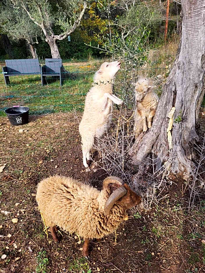 Gîtes Mas des rochers - Case bambou avec Spa
