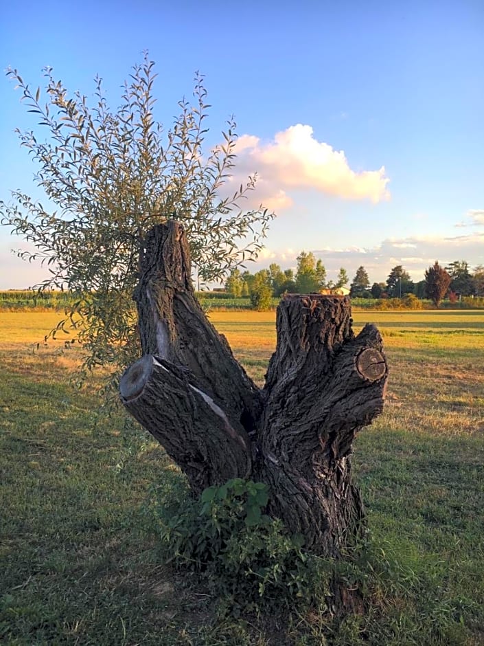 Bed & Breakfast Il mio Gelso