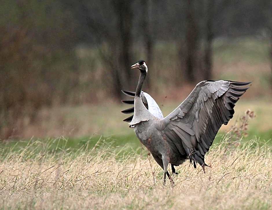 Cascina Borgofrancone