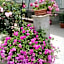 Villa delle rose