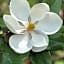 Magnolias Jardin & Boutique Suites