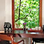 Ceylon Olive
