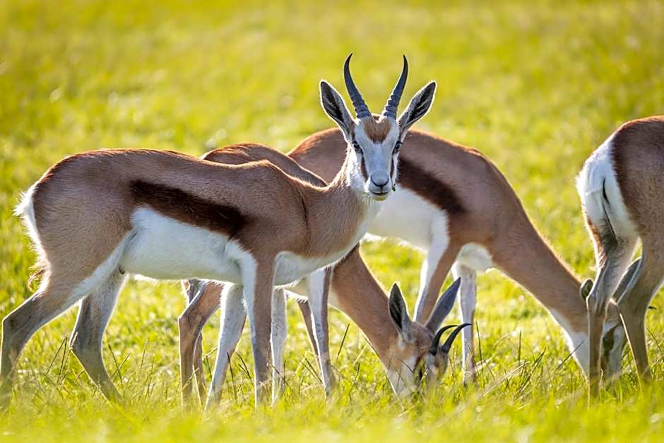 Devonvale Golf & Wine Estate