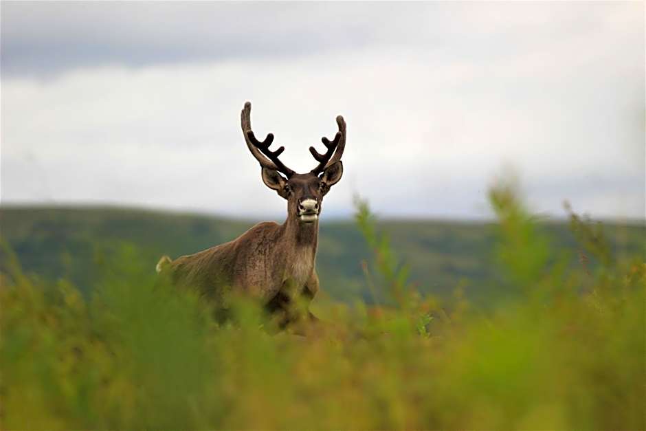 Caribou Lodge Alaska