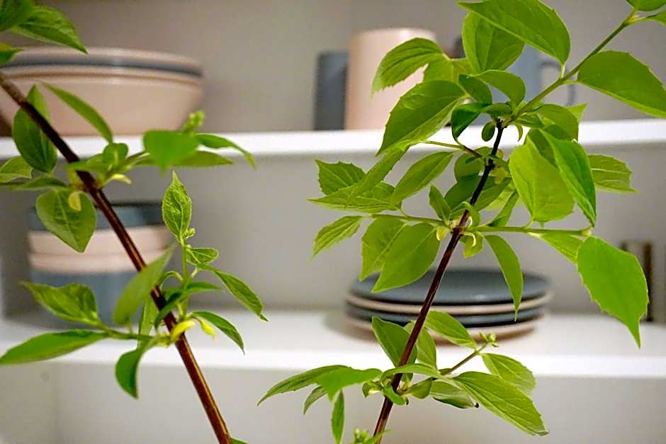 Hotel-Pension Treppengasse Nr 6