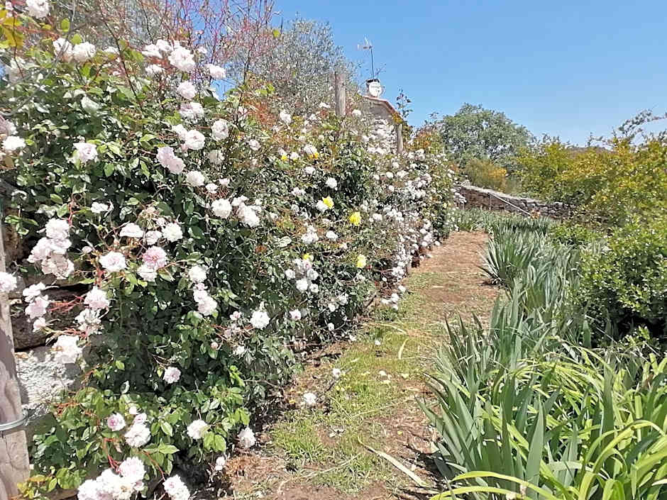 ROSAS DA GRANJA - CASA DE CAMPO