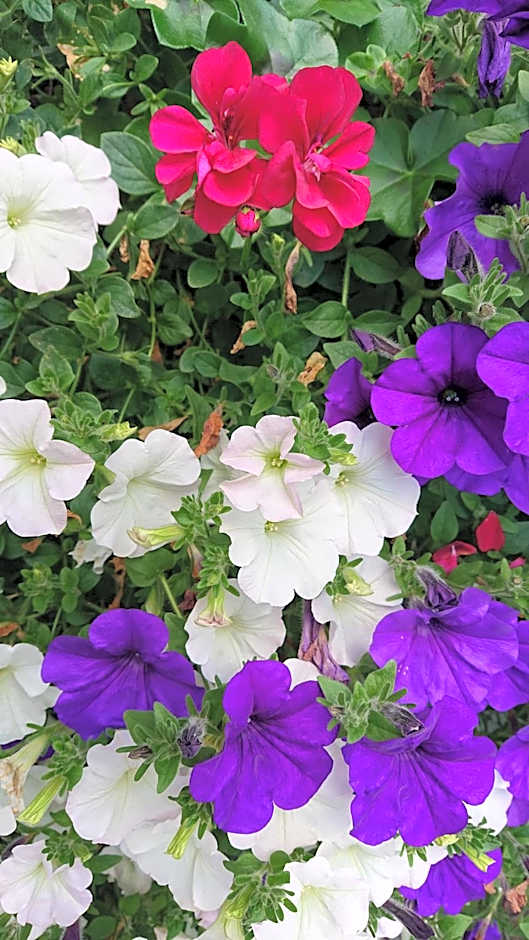 ZUR TRAUBE Schwarzwaldhotel & Restaurant am Titisee