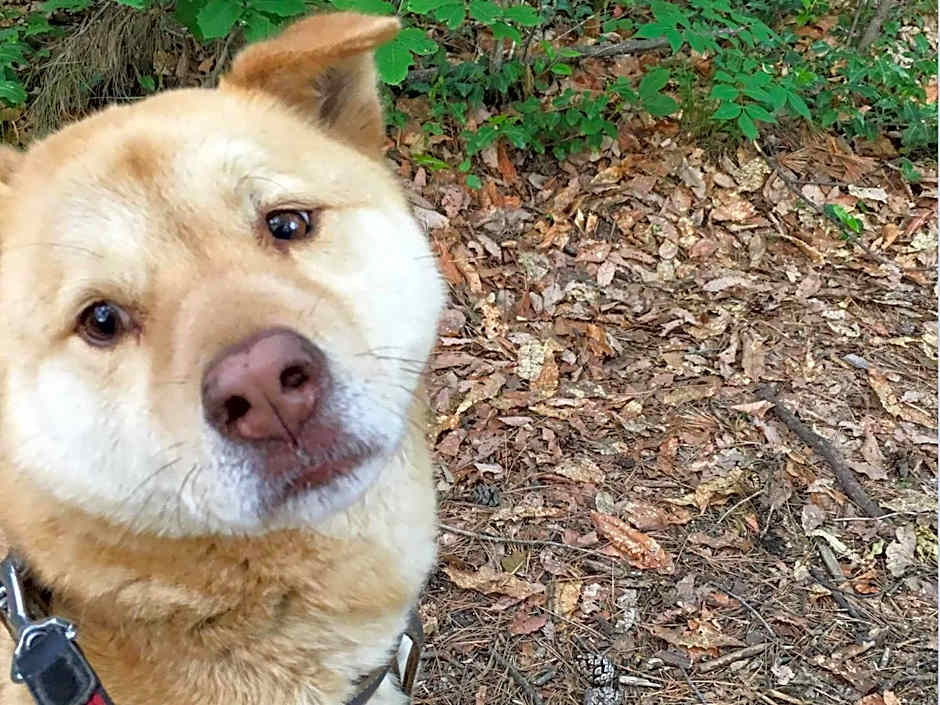 Canadian Loghouse Inn AzuminoYujin