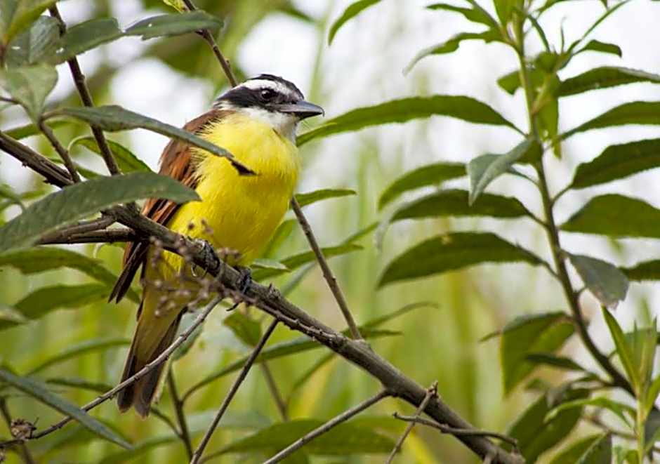 Hotel Poblado Campestre