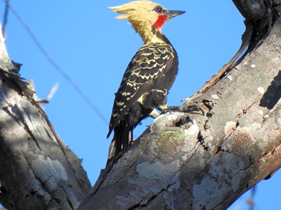 Aruá Observação de aves e natureza