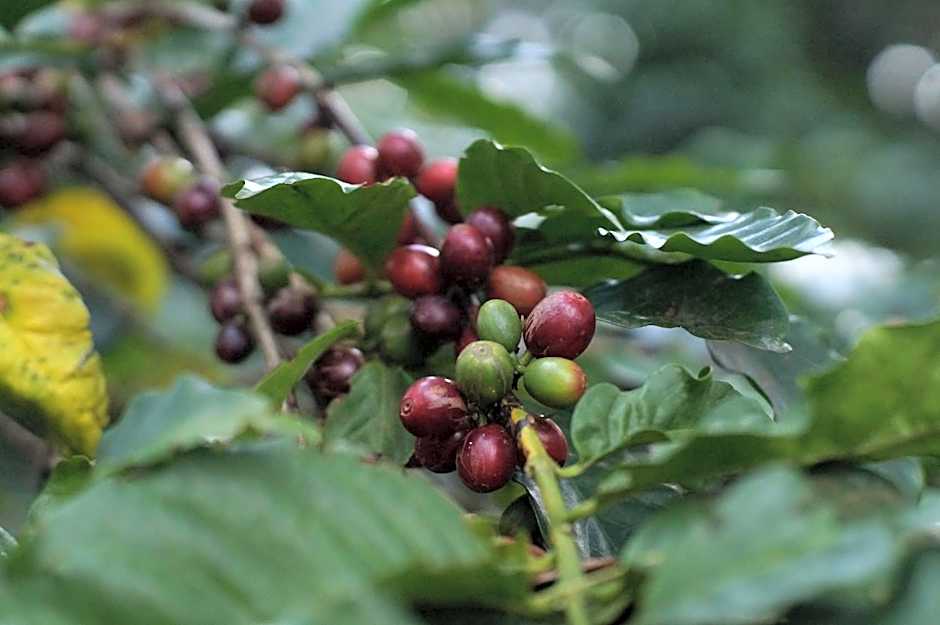 Arusha Villa Karamu Coffee Estate