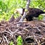Eagles Nest