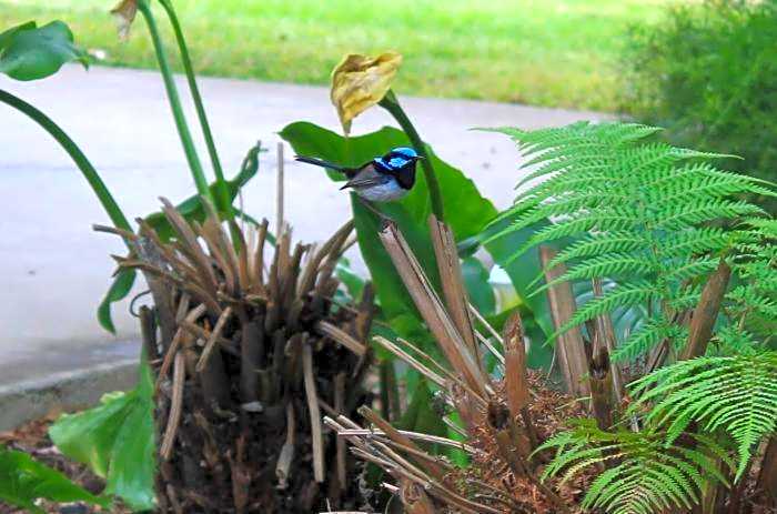 Aristocrat Waurnvale