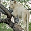 Elandela Private Game Reserve and Luxury Lodges Pty Ltd