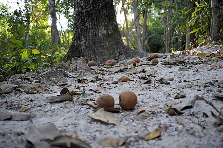 Eco Aldea kinich Ahau en Calakmul