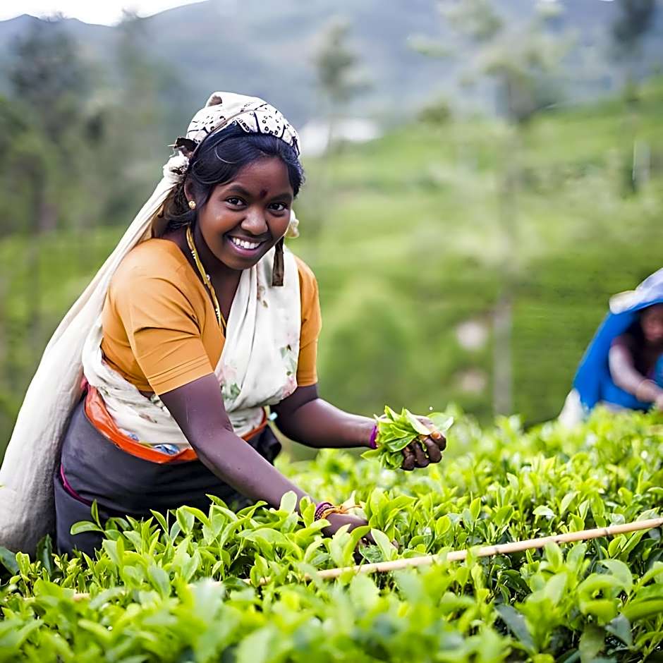 Oak-Ray Summer Hill Breeze Hotel