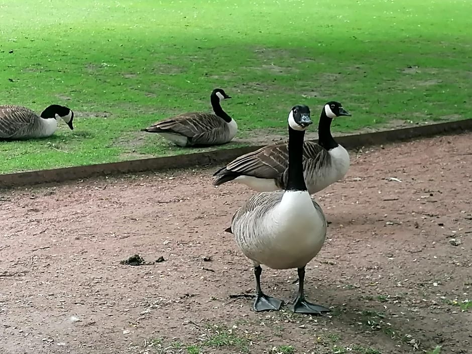 Clumber Lane End Farm