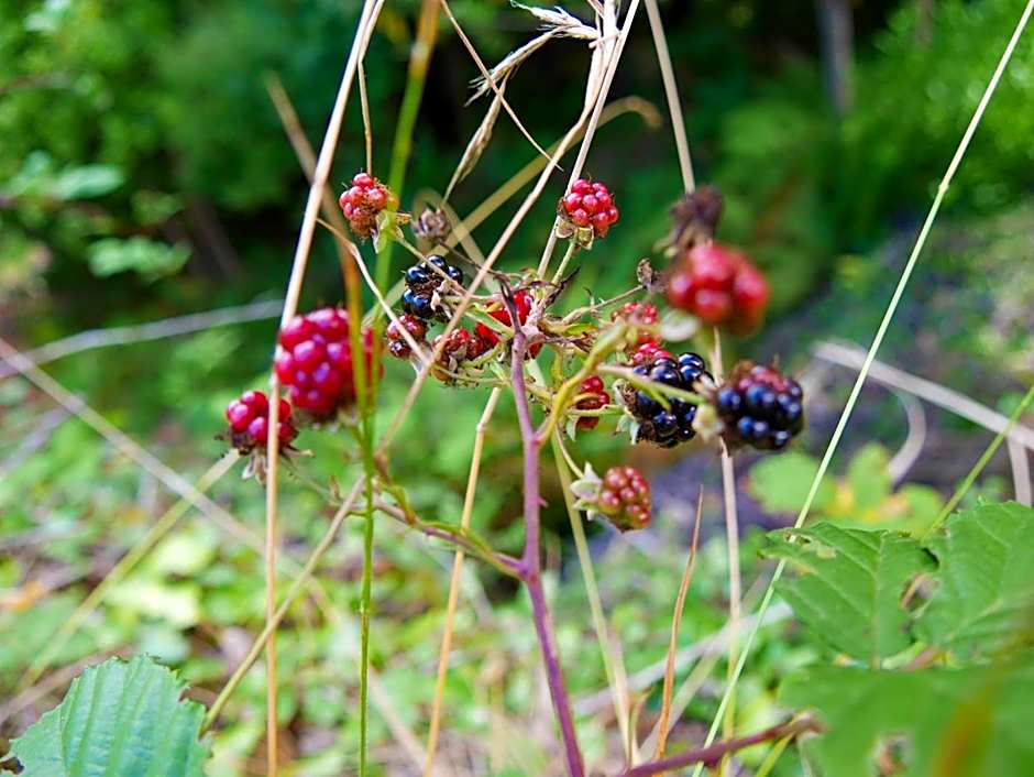Casinhas da Laurissilva