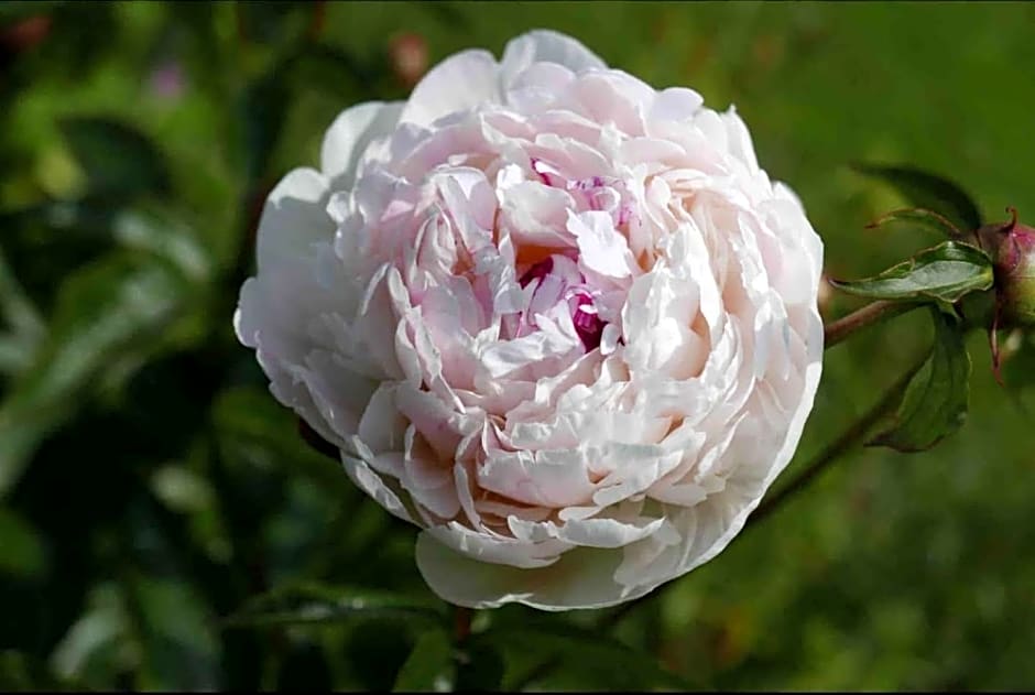 The Potting Shed, self contained, detached retreat in Shapwick village
