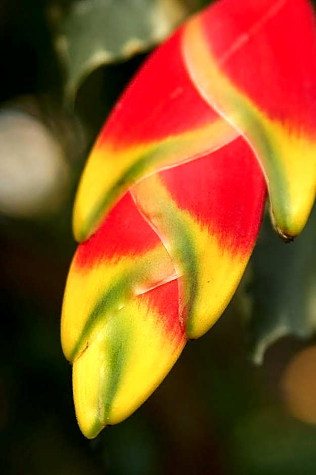 The Fiji Orchid Resort