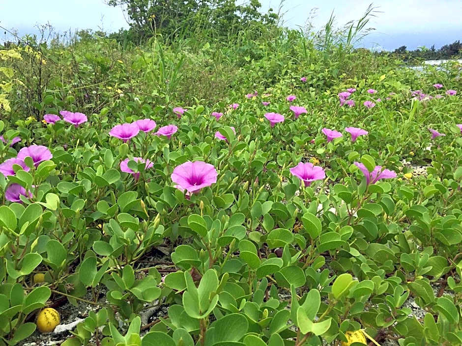 Ocean Way Guraidhoo