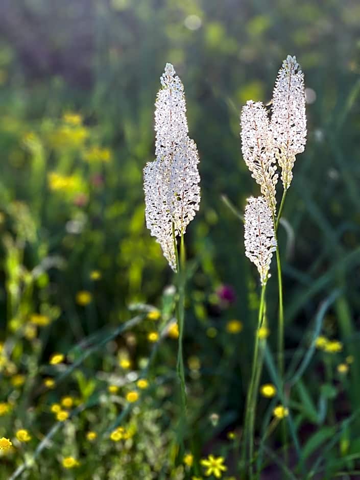 Simbavati Cederberg Ridge