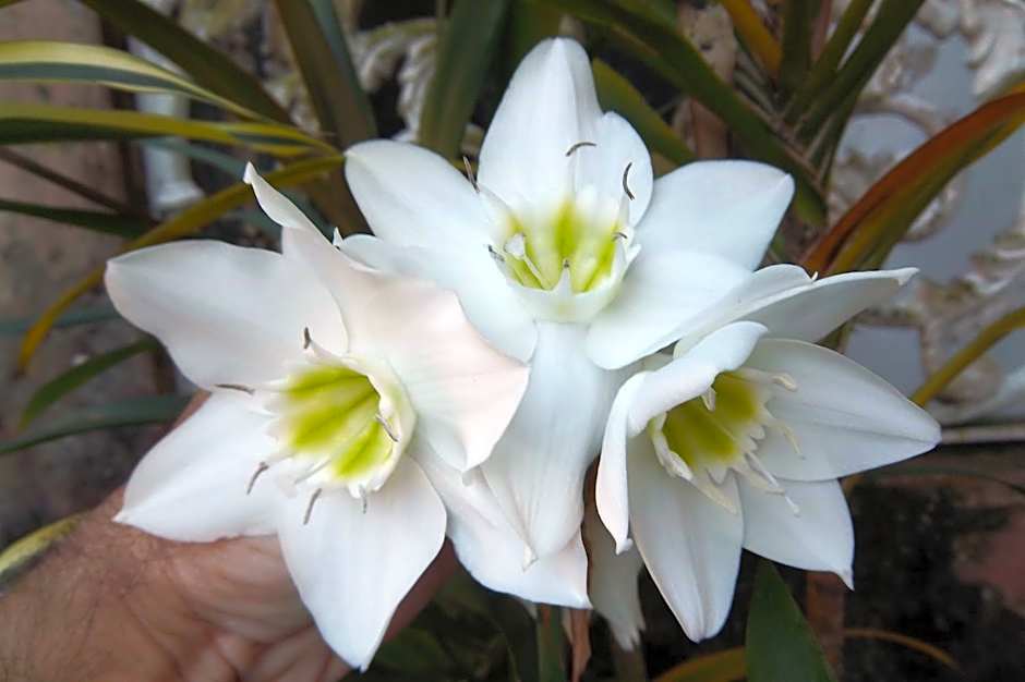 Pousada do Mendonça